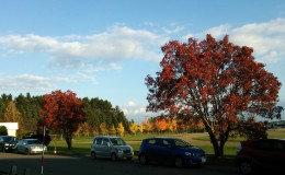 Autumn in Hokkaido: Autumn needs and Stink bugs